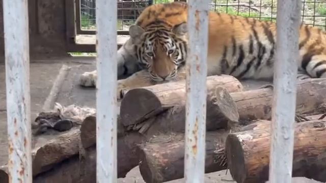 тигр в Мариуполе