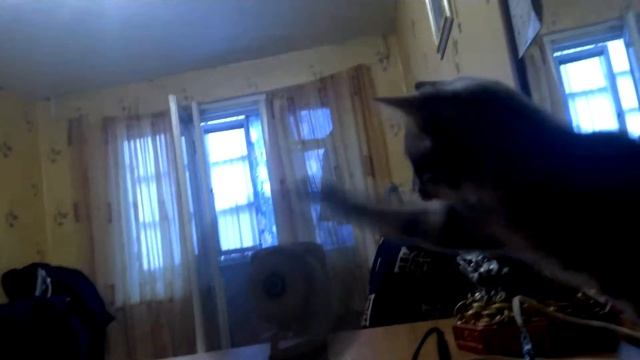 Барсик тормозит вентилятор смотреть онлайн