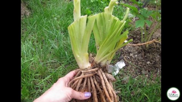 ВЫРАЩИВАЕМ ЛИЛЕЙНИКИ В САДУ смотреть онлайн