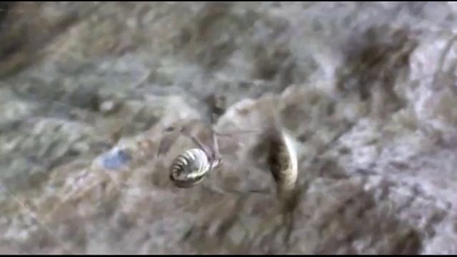 Паук охотится на креветок и рыбу смотреть онлайн