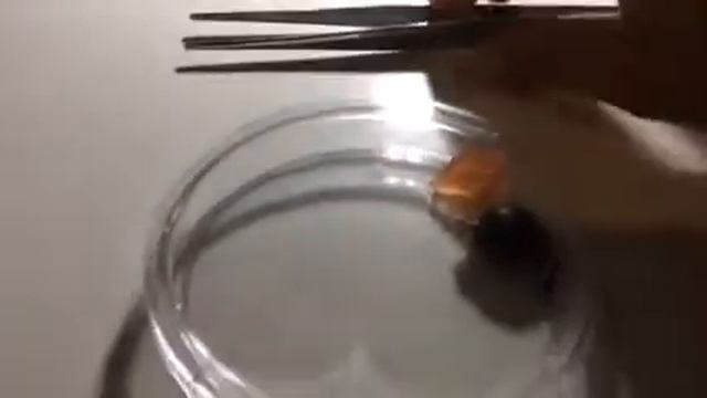 Матка муравьев смотреть онлайн