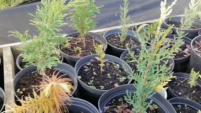 Выращивание Кипариса. Все этапы. смотреть онлайн