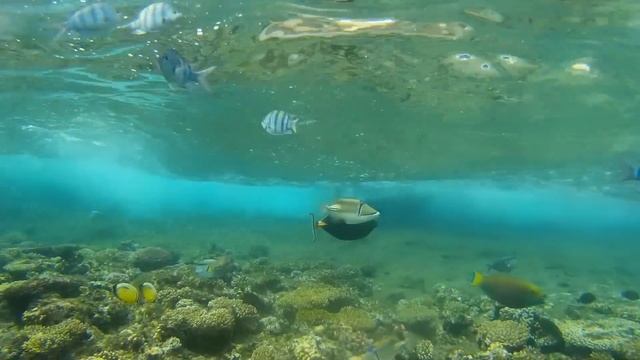 Отдых в ЕГИПТЕ. Шарм Эль Шейх. Отель Il Mercato Hotel & Spa 5* Путешествие брата в январе 2019. смотреть онлайн