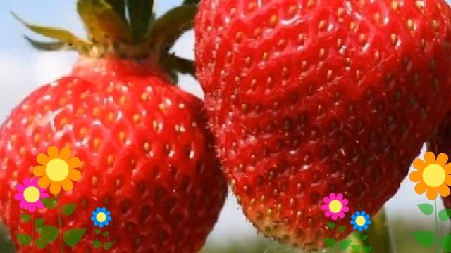 Земляника садовая Фестивальная ромашка. Краткий обзор, описание характеристик, где купить саженцы смотреть онлайн
