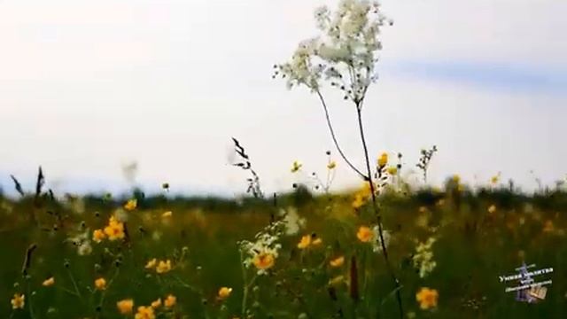 Я ПОЛЯ ВЛЮБЛЁННЫМ ПОСТЕЛЮ.mp4 смотреть онлайн