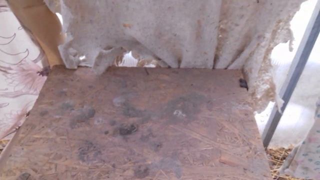 Гнездо для индоутки.