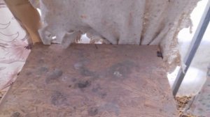 Гнездо для индоутки.