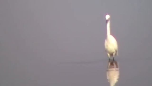 Little Egret - Panasonic SDR-S26 смотреть онлайн