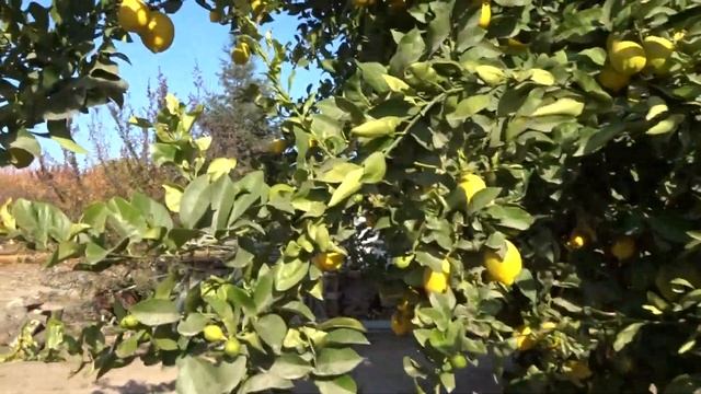 ФРЕЗНО(США)Почему МЫ Выбрали,,ЗОЛОТОЙ ШТАТ КАЛИФОРНИЮ!!,, смотреть онлайн