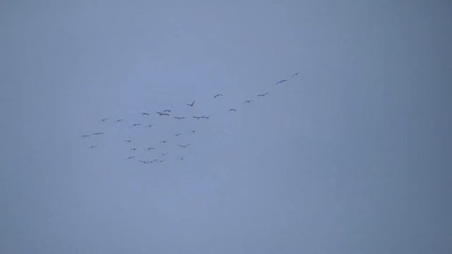 КОСЯК ПТИЦ ЛЕТИТ 21 ОКТЯБРЯ 2022 смотреть онлайн