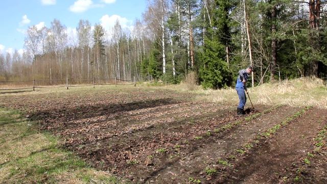 Уборка сухих листьев с садовой земляники смотреть онлайн