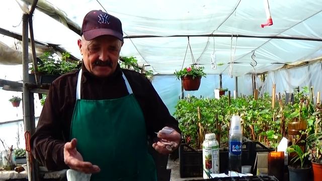 Сеем позднюю капусту. Как будто просто, но... смотреть онлайн