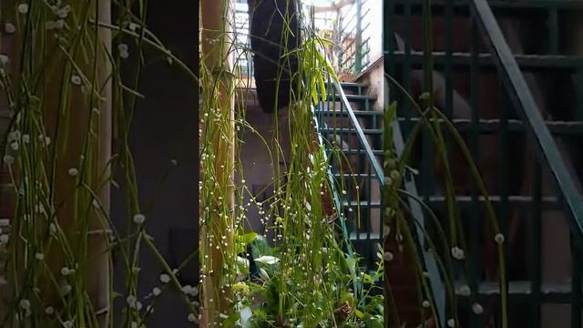 Cactus Mistetloe (Rhipsalis baccifera) смотреть онлайн