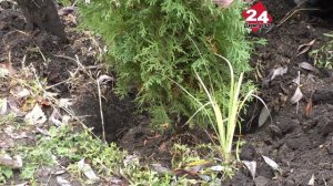 Аллею дружбы в Димитровграде дополнили «грузинским» деревом