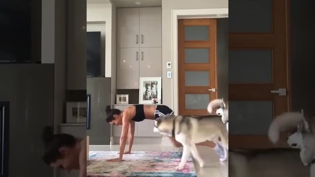 ШОК!!!что собаки делают с девушкой!! смотреть онлайн