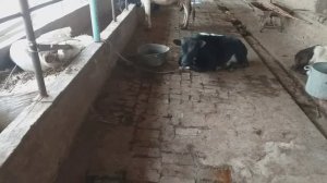 МОЛХОНА КАНДАЙ КУРИШ КЕРАК КИШКИ ЁЗГИ