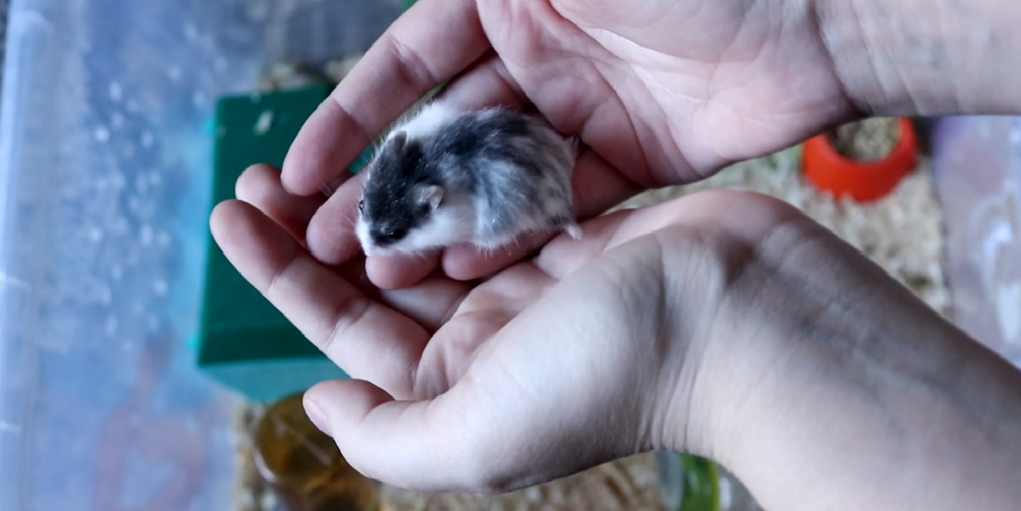 НОВЫЕ ПИТОМЦЫ! САМЫЕ МАЛЕНЬКИЕ ХОМЯЧКИ В МИРЕ! :) смотреть онлайн