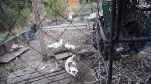 отсаживать селезня или нет когда вылупились утята? как лучше поступить с селезнем  не знаешь? смотр