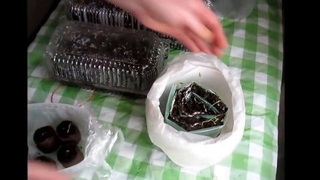 Рассада перца и баклажан – от посева семян до высадки саженцев в грунт Ч 2 смотреть онлайн