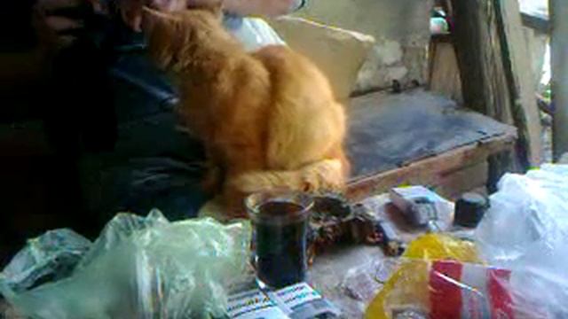 разговор с котом после инсульта