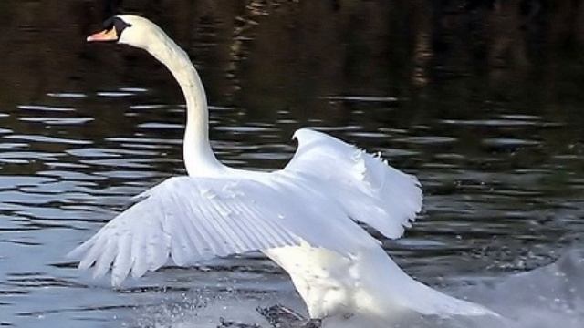 Аққулар ұйықтағанда / Мұқағали Мақатаев (аудио книги) смотреть онлайн