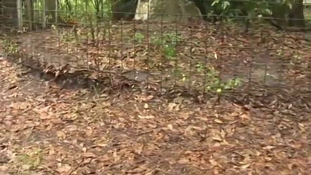 CARACAL Species Spotlight - Big Cat TV смотреть онлайн