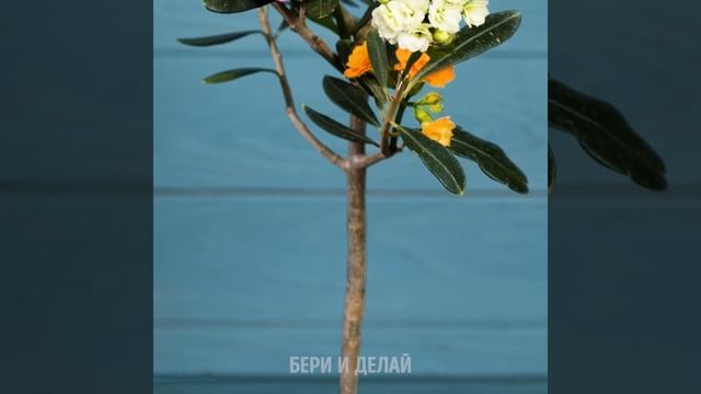 33 СОВЕТА КАК ВЫРАСТИТЬ СВОЙ СОБСТВЕННЫЙ САД || САМЫЕ ЭКОЛОГИЧНЫЕ ЛАЙФХАКИ смотреть онлайн