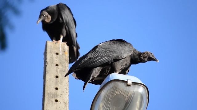 Успокаивающая музыка для нервов \ лечебная музыка для сердца и сосудов, музыка для души смотреть онлайн