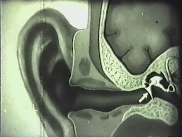 Физиология человека. Орган слуха человека