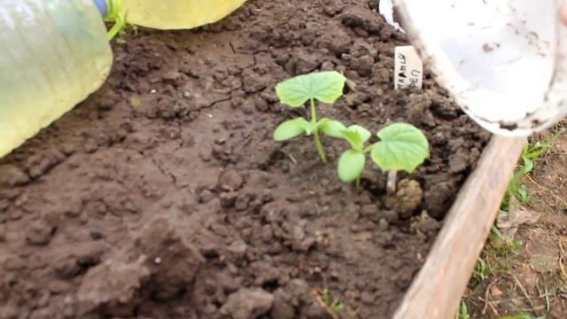 ОГУРЦЫ и ПЕРЕЦ в моей теплице--- спасаю от холода. смотреть онлайн