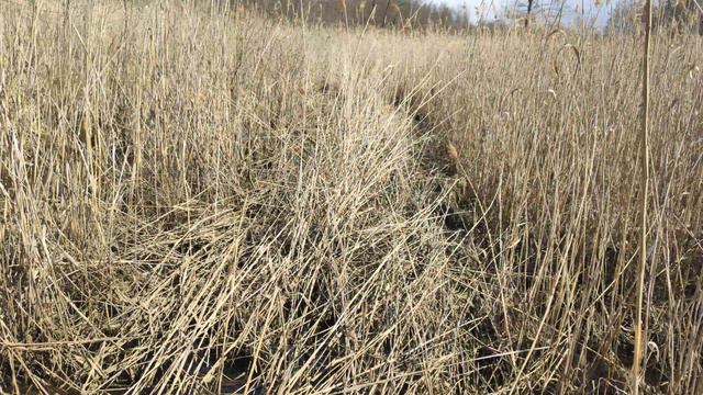 Вездеход. смотреть онлайн