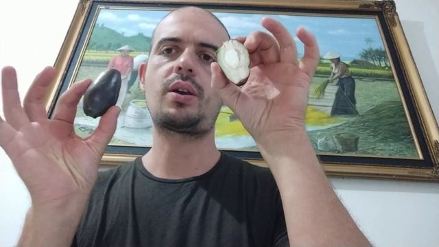 Barringtonia edulis - cutting and eating a freshly picked Cutnut смотреть онлайн