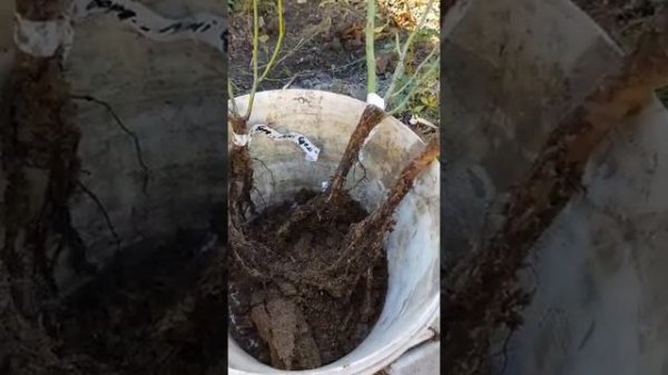 Обзор посылки интернет-магазин ЗЕЛЕНО, РОЗЫ, ФЛОКС аметист