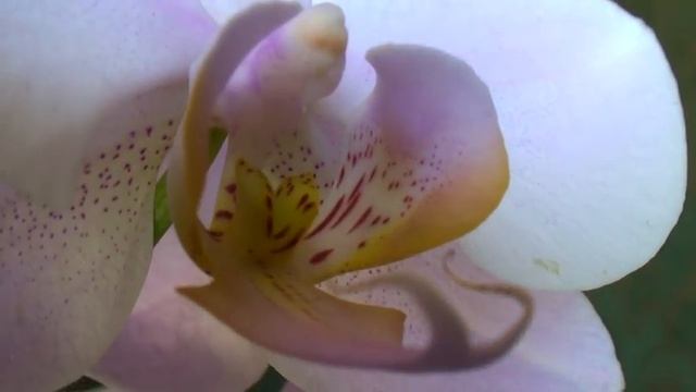 ОРХИДЕЯ Salinas (Phalaenopsis Salinas) c чертами испанской ГОАПА смотреть онлайн