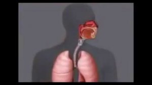 Миниурок онлайн Мир природы и человека«Человек Дыхание человека Профилактика простудных заболеваний