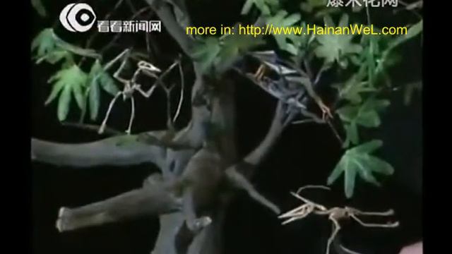 Ancient birds with four wings discovered in China Древние четырехкрылые птицы обнаружены в Китае смотреть онлайн