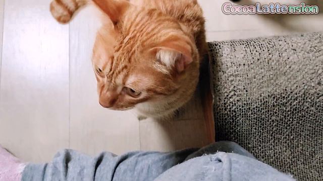サミシンボ猫が、かまってほしいと訴えています… смотреть онлайн