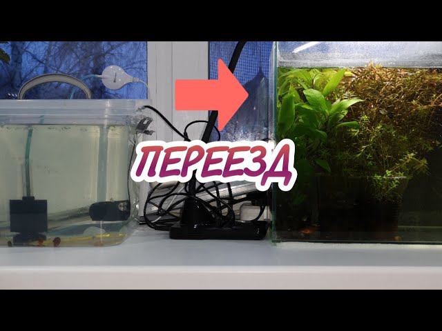 ПЕРЕЕЗД МАЛЬКОВ ГУРАМИ И КОРИДОРАСОВ смотреть онлайн