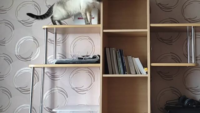 Задание - достать бумажку ? смотреть онлайн