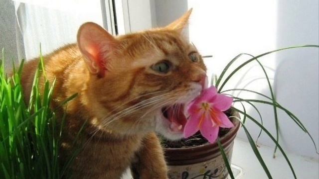 Кошка в квартире, частые ошибки владельцев смотреть онлайн
