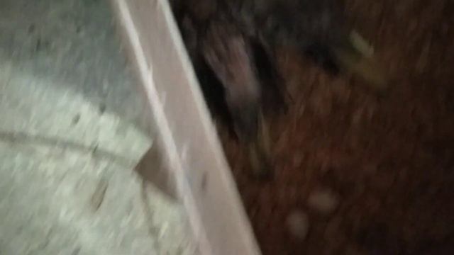 Начинают вылетать птенцы получехов.Отсадил карел,волнистиков и неразлучников смотреть онлайн