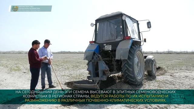 В элитных семеноводческих хозяйствах республики высевают семена тыквы из Таджикистана смотреть онлайн