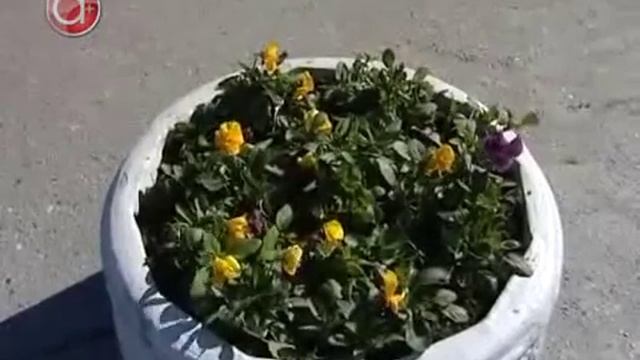 Ремонтируют клумбы и скамейки и сажают цветы смотреть онлайн