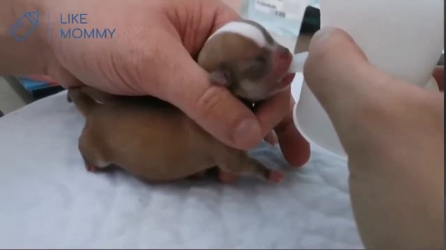 Спасибо, что доверяете нам кормление Ваших малышей!