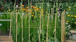 Почему гладиолусы растут кривыми и падают
