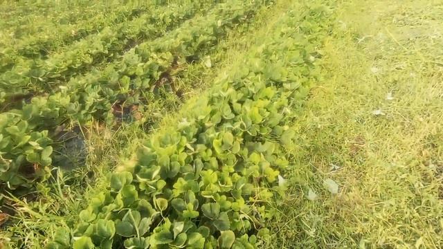 Клубника Альба через год после посадки! смотреть онлайн