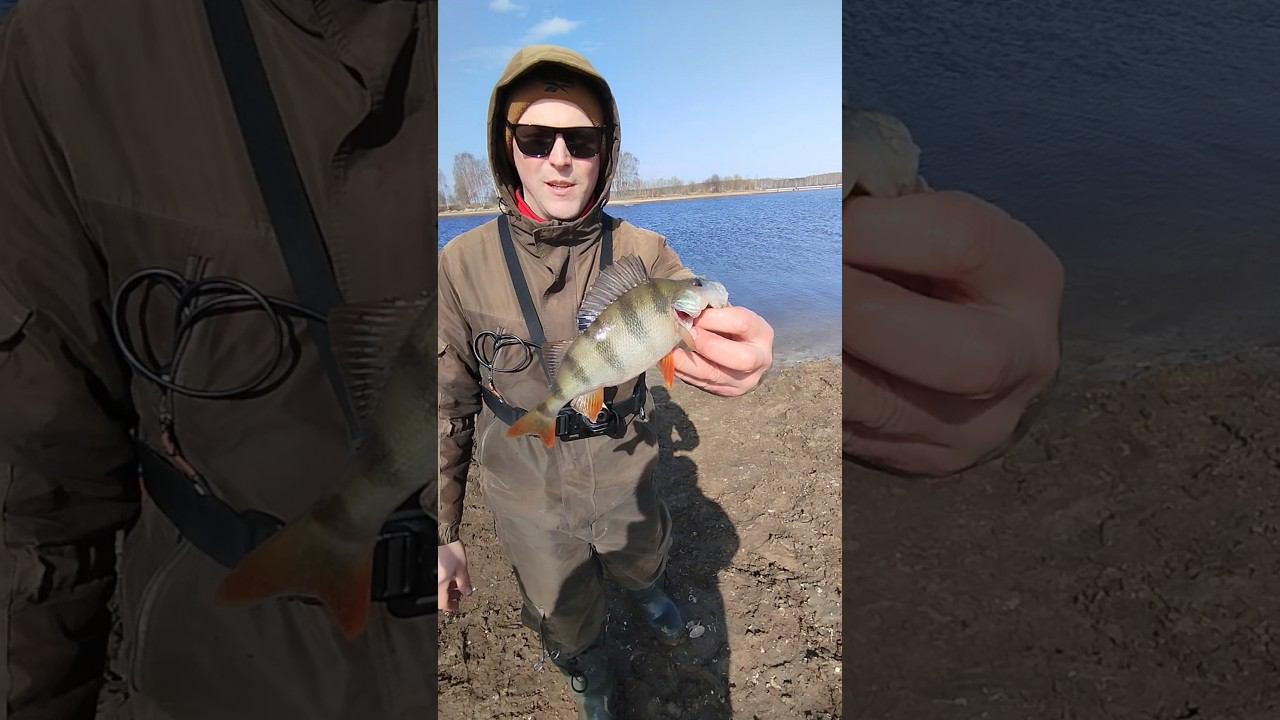 Ловим на спиннинг крупных окуней.Весенний спиннинг. #shortvideo #рыбалка #fishingvideo #окунь смотреть онлайн