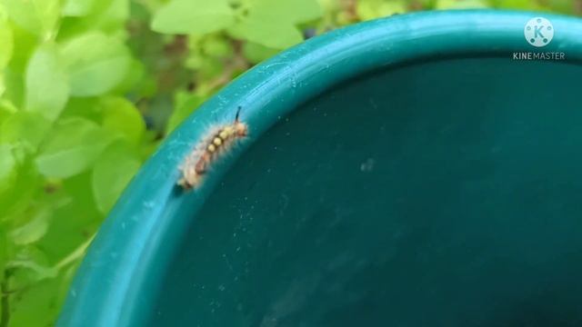 Первые ягоды черники. Делаем вареники! смотреть онлайн