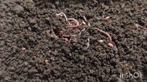 Просеиваю дендробену. Сколько коконов?