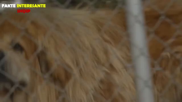 QENTE ME TE SHTRENJTE NE BOTE ! смотреть онлайн